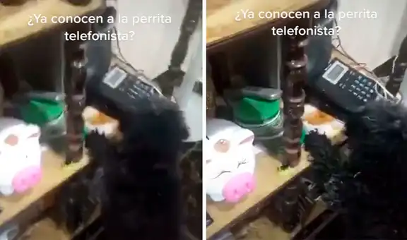 Mujer descubre que su perrita se encarga de contestar sus llamadas cada vez que está sola