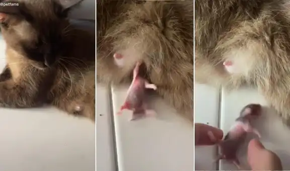 Gatita adopta a un roedor recién nacido y conmueve en TikTok al darle de lactar