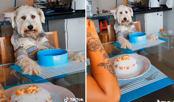 Perrito cautiva en TikTok al ocupar un lugar en la mesa de su familia a la hora del almuerzo