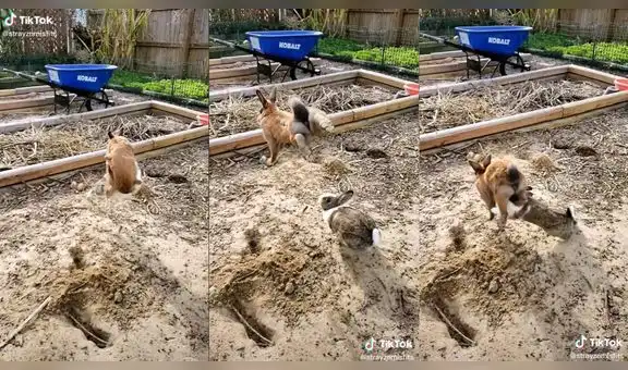 Conejito sorprende al dar increíble salto tras recibir la ayuda de un ‘amigo’