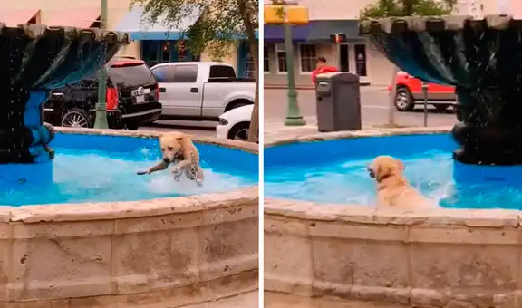 Perro ve que no hay nadie en la calle e ingresa a una pileta sin permiso para jugar solo