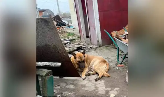 Perrito que escapó de Ucrania regresa y se acuesta al costado del cadáver de su ‘amigo’