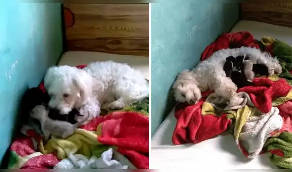 Asha, la perrita que cría 5 gatitos que fueron abandonados por su mamá felina