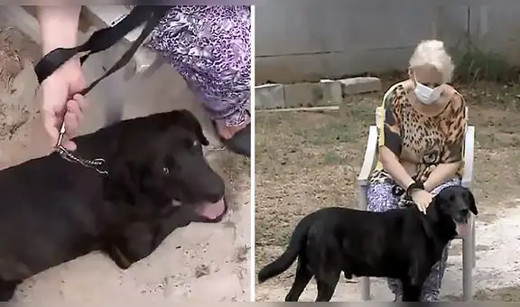Bob, el perrito que se mudó a una residencia de adultos mayores para estar junto a dueña