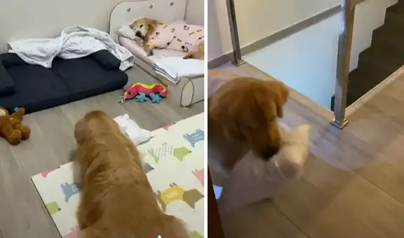 Perro hace ‘berrinche’ para no irse a dormir, pero su dueña lo reprende para que obedezca