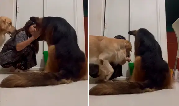 Perrito defiende a su hermano para evitar que siga siendo regañado por su dueña