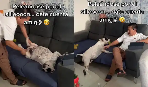 Perrita se apropia del sofá de su dueño para dormir y no lo deja sentarse para trabajar