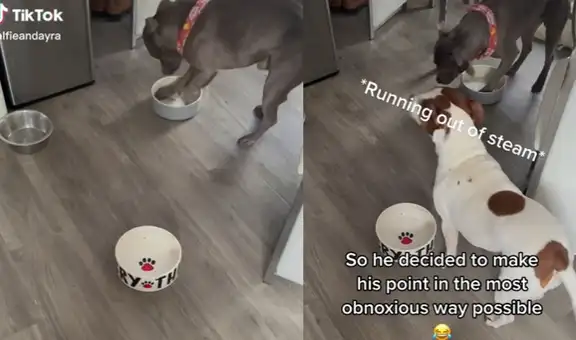 Perrito encuentra su plato vacío y hace ‘berrinche’ al reclamar a su dueña por su comida
