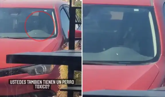 Deja a su perrito dentro del auto y este toca el claxon para que su dueño se apure