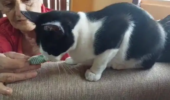 Gatito huele la prenda de su dueña fallecida y conmueve con su reacción