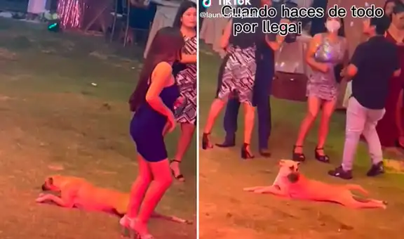 Perrito irrumpe en una fiesta e intenta camuflarse arrastrándose para alcanzar la comida
