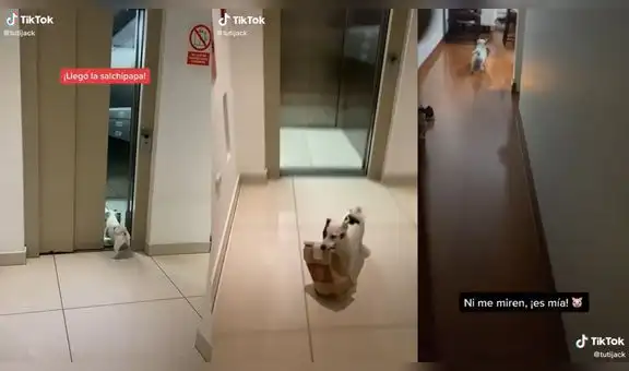 Perrito aprende a recoger el delivery que repartidor llevó a sus dueños