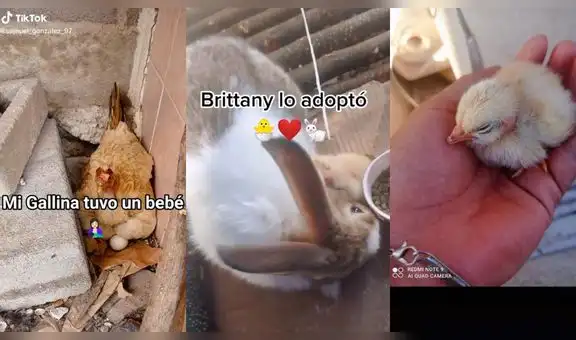 Conejita adopta a pollito que fue abandonado por una gallina después de nacer