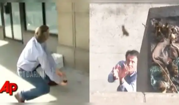 Joven rescata a unos patitos que se lanzaban desde segundo piso y los reúne con su mamá