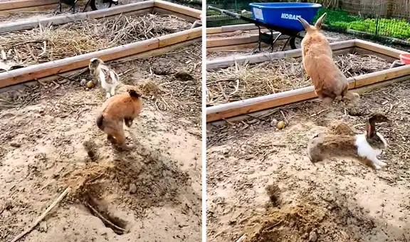 Conejos se enfrentan en intenso duelo y patada voladora deja atónitos a miles en TikTok