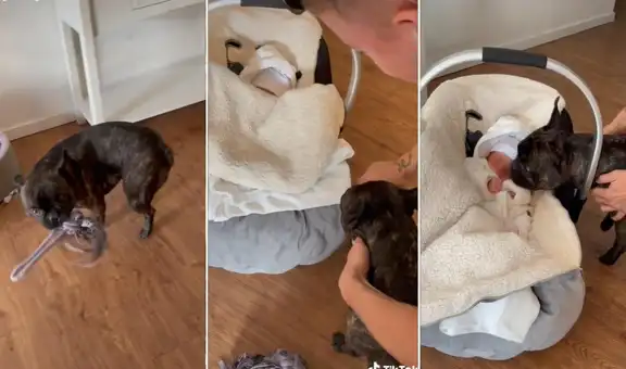 Perrito recibe al bebé de sus dueños con un juguete en el hocico y reacción conmueve