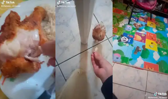 Niño le da un pedazo de pollo a su polluelo, este se lo come y él reacciona muy tarde