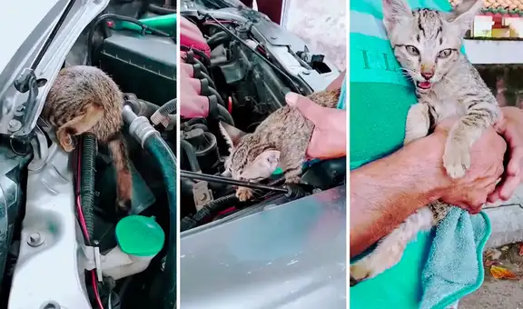 Mecánico escucha ruidos dentro de un vehículo, revisa y encuentra a un pequeño gato 