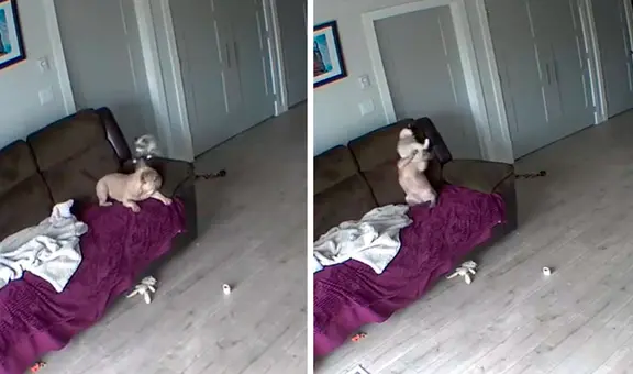 Joven instala cámara para conocer lo que hacen su perro y gato durante su ausencia en casa