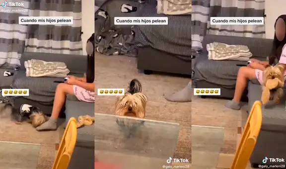 Perrito pelea con la hija de su dueña, pero simula estar ‘tranquilo’ cuando lo regañan