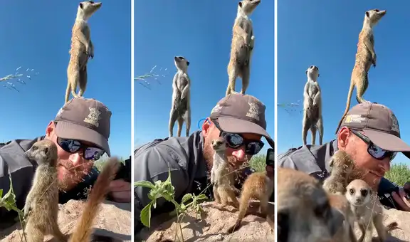 Hombre se tira al suelo para pasar desapercibido y tomarles fotos a unos suricatos