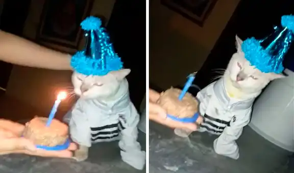 Joven celebra el primer año de su gato con leucemia luego de que lo rescató de la calle   