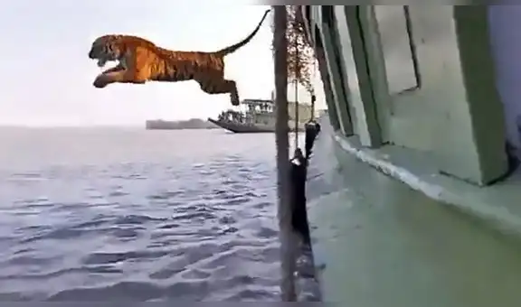 Feroz tigre sorprende a miles al dar gran salto al agua para nadar hasta la orilla