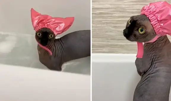 Joven filma la hora del baño de su gatito sin pelo con una divertida gorra y cautiva en TikTok