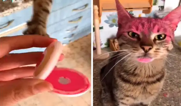 Travieso gato agarra el maquillaje de su dueña y acaba con la cara manchada como un payaso