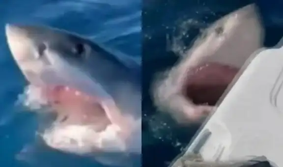 Familia sufre momento aterrador tras ser atacada por un tiburón mientras pescaba