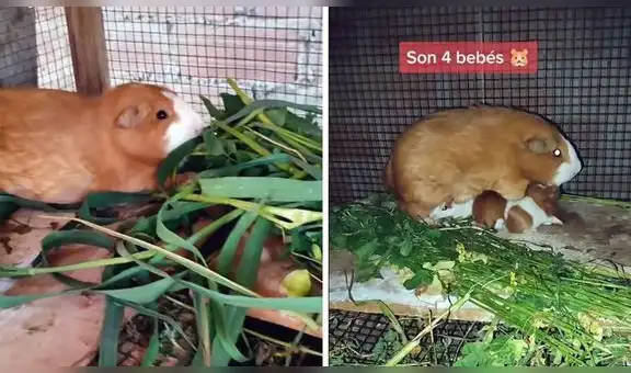 Mamá cuy tiene 4 crías y sus dueños le fabrican una casita para que no tengan frío