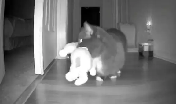 Mujer instala cámara de seguridad y descubre por qué desaparecían los peluches de su hija