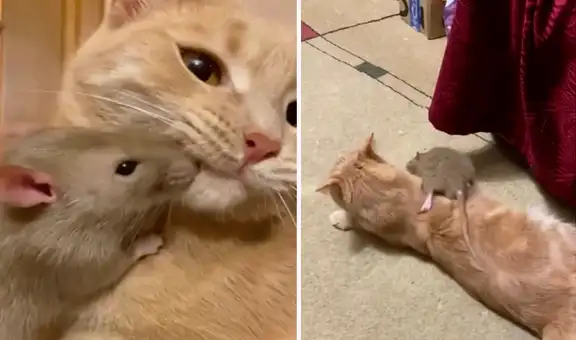 La inesperada amistad entre una gata y una rata impacta a usuarios en YouTube