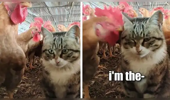 Gato se enoja con el pollo de sus dueños porque lo picotea y su reacción divierte a miles