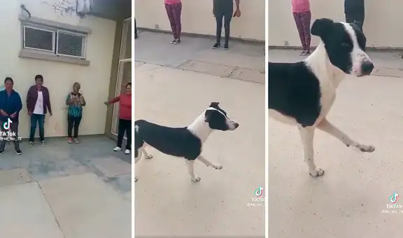 Perro callejero se infiltra a clase de funcional training y copia la rutina del entrenador