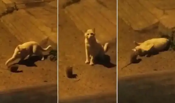 Joven capta a gatito callejero jugando con una rata y escena impresiona en Facebook