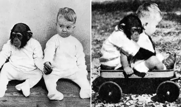 La polémica historia de ‘Gua’, la chimpancé que fue criada con un bebé humano 