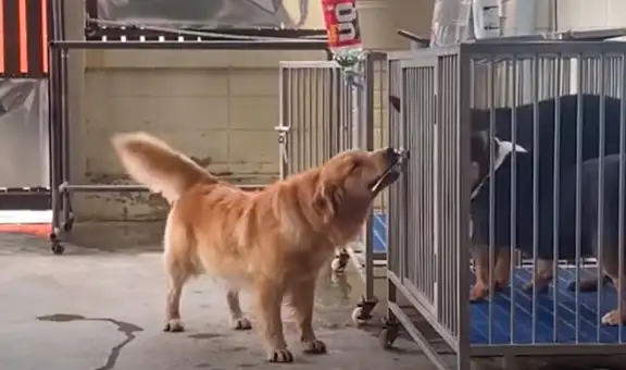 Perrita abre una jaula para dejar en libertad a sus ‘amigos’ a espaldas de su dueño