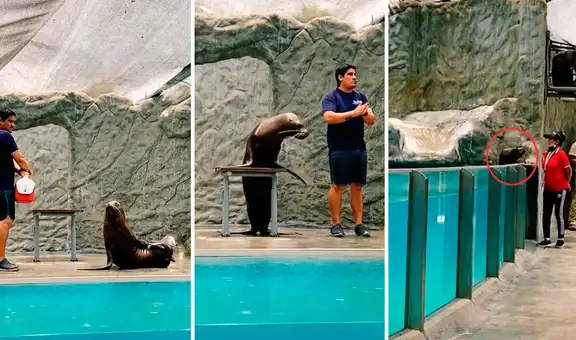 Mujer se ofrece como voluntaria para recibir tiernos ‘besos’ de lobita marina y enamora a miles