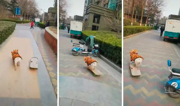 Perrito luce su talento para manejar skate por sí solo y sorprende a miles en TikTok