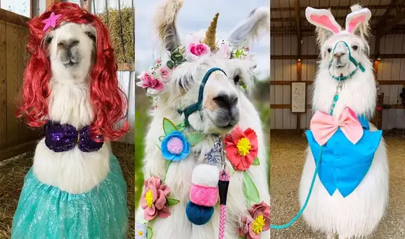 Llamas vestidas con trajes de la cultura pop difunden “felicidad, esperanza y alegría” en TikTok