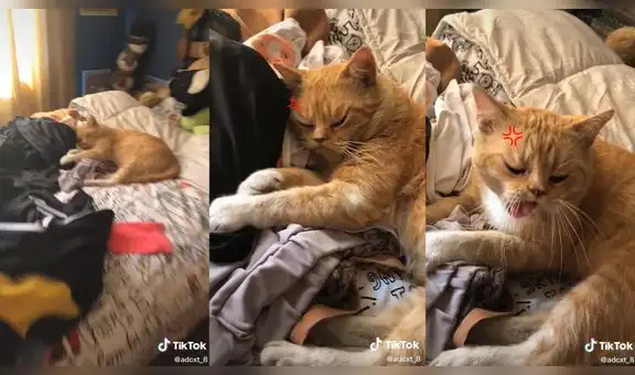 Mujer encuentra filtro en redes sociales y se lo pone a su gatito para que parezca molesto