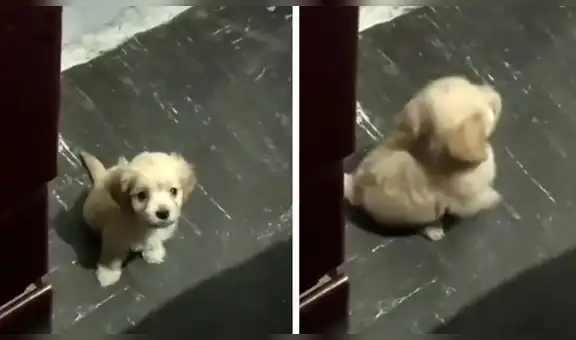 Cachorro ‘enojado’ le da la espalda a su dueña para irse de la habitación al ser ignorado