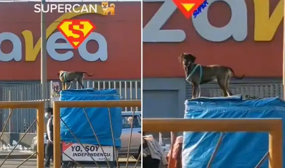 Conoce a ‘Supercan’, el perrito que acompaña a vendedor ambulante al trabajo