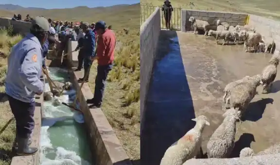 Conoce la práctica ganadera “baño de inmersión” que ayuda a desparasitar a las ovejas