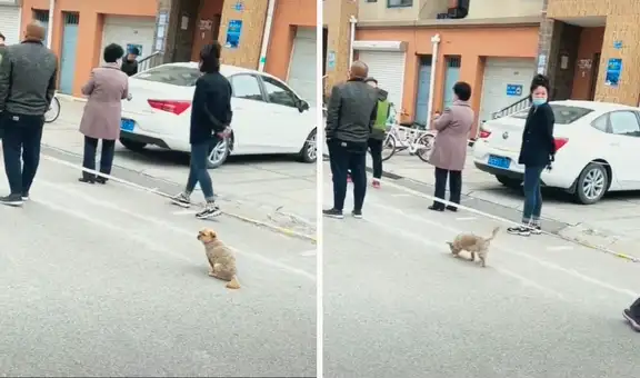 Perrito forma una fila y ‘guarda su distancia’ en los exteriores de un local de vacunación