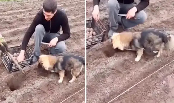 Perrito ayuda a sus propietarios a sembrar papas en el campo