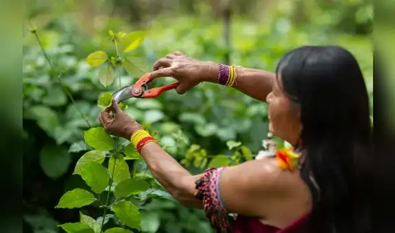 Alianza empresarial invertirá más de s/300 millones en negocios sostenibles en la Amazonia