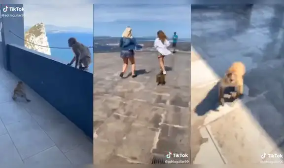 Monos notan la presencia de turistas en su recinto y los persiguen para que jueguen con ellos  