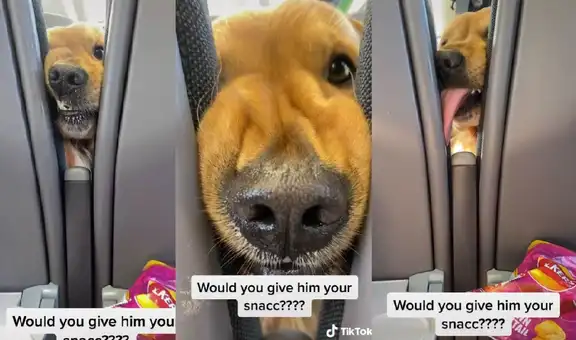 Perrito hambriento muestra su tierna conducta para que su dueña le dé comida
